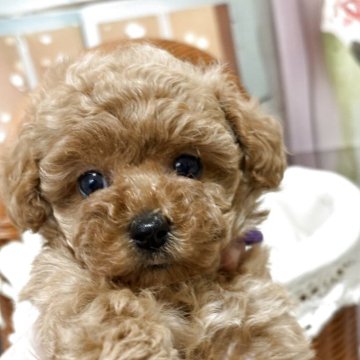 トイプードル(タイニー)【愛知県・女の子・2025年9月14日・レッド】の写真「クマさんみたいな可愛らしさ🧸」