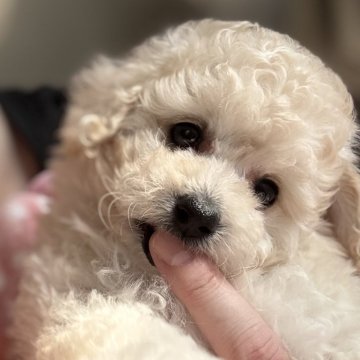 トイプードル(タイニー)【愛知県・女の子・2025年10月5日・クリーム】の写真「🔴11/30まで🔴爆毛の女の子👧」