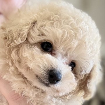 トイプードル(タイニー)【愛知県・女の子・2025年10月5日・クリーム】の写真「🔴11/30締切🔴爆毛 鼻短い女の子」