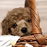 タイニープードル