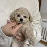 タイニープードル