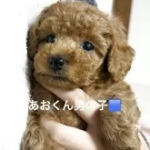 タイニープードル