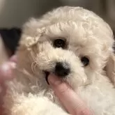 タイニープードル