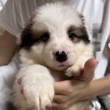 ボーダーコリー【千葉県・男の子・2025年6月23日・セーブル】の写真「両親外産。性格おっとりの垂れ目」