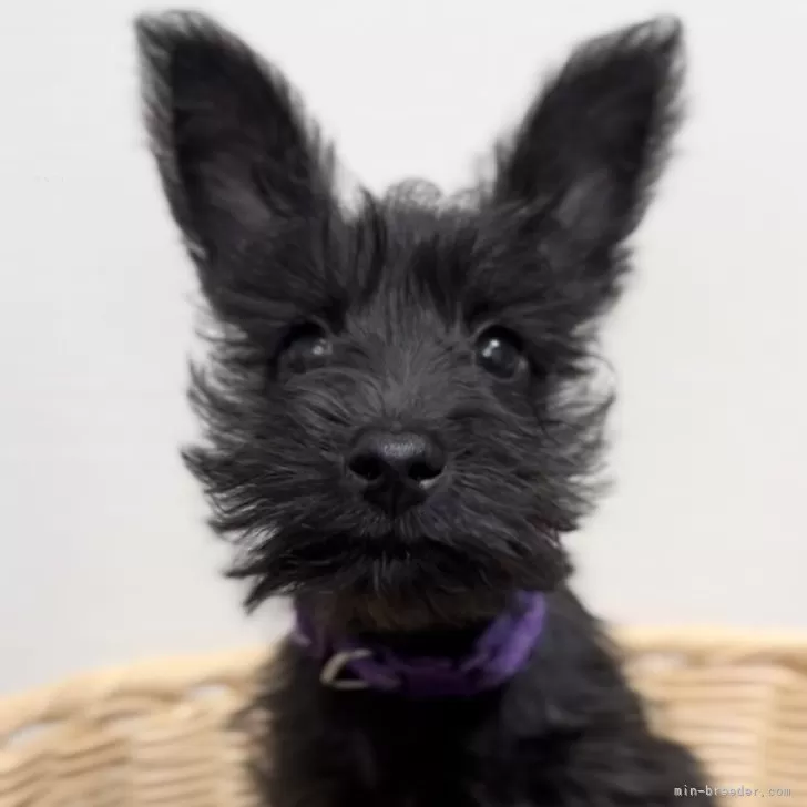 ID：2504-00822の子犬
