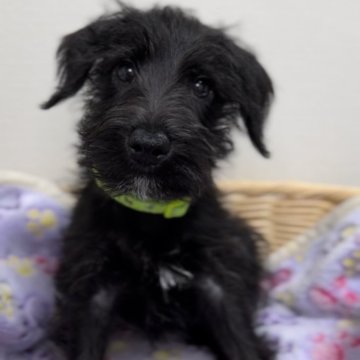 ミニチュアシュナウザー【北海道・男の子・2025年3月12日・ブラック】の写真「遊ぶの大好きな男の子🎶」