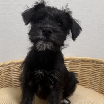 ミニチュアシュナウザー【北海道・女の子・2024年2月19日・ブラック&ホワイト】の写真「甘えん坊で静かな女の子‼︎飼いやすさ間違いなし‼︎」