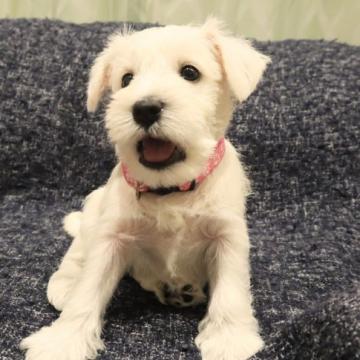 ミニチュアシュナウザー【北海道・女の子・2022年7月29日・ホワイト】の写真「美少女シュナ！９月の割引価格!」