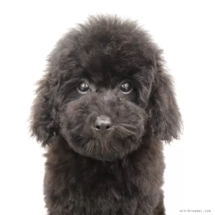 トイプードル(トイ)【大阪府・男の子・2025年6月15日・ブラック】の写真1