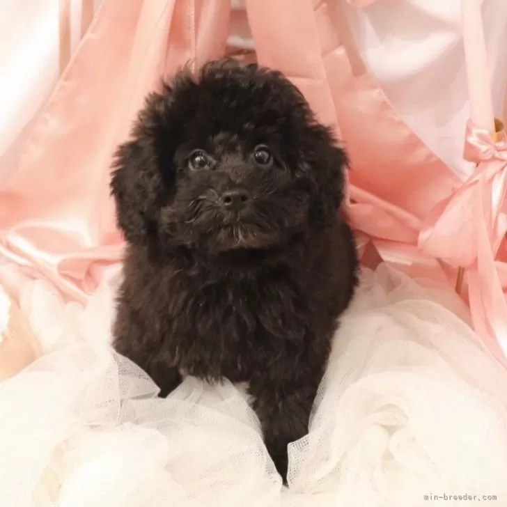 ID：2403-07084の子犬