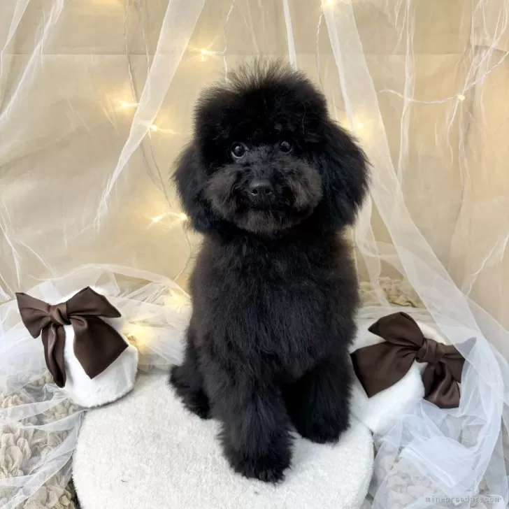 M.S 様のお迎えした子犬