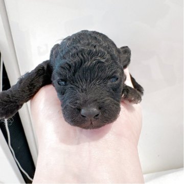 トイプードル(タイニー)【大阪府・男の子・2025年4月12日・グレー】の写真「可愛さ満点赤ちゃんです^ ^」