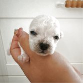 ビションフリーゼ