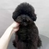 ティーカッププードル