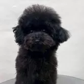 タイニープードル