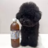 ティーカッププードル【大阪府・男の子・2025年4月8日・ブラック】の写真2