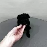 ティーカッププードル【大阪府・女の子・2025年11月7日・ブラック】の写真2