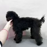 トイプードル(トイ)【大阪府・女の子・2025年6月15日・ブラック】の写真3