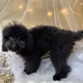 トイプードル(トイ)【大阪府・男の子・2024年8月28日・ブラック】の写真3