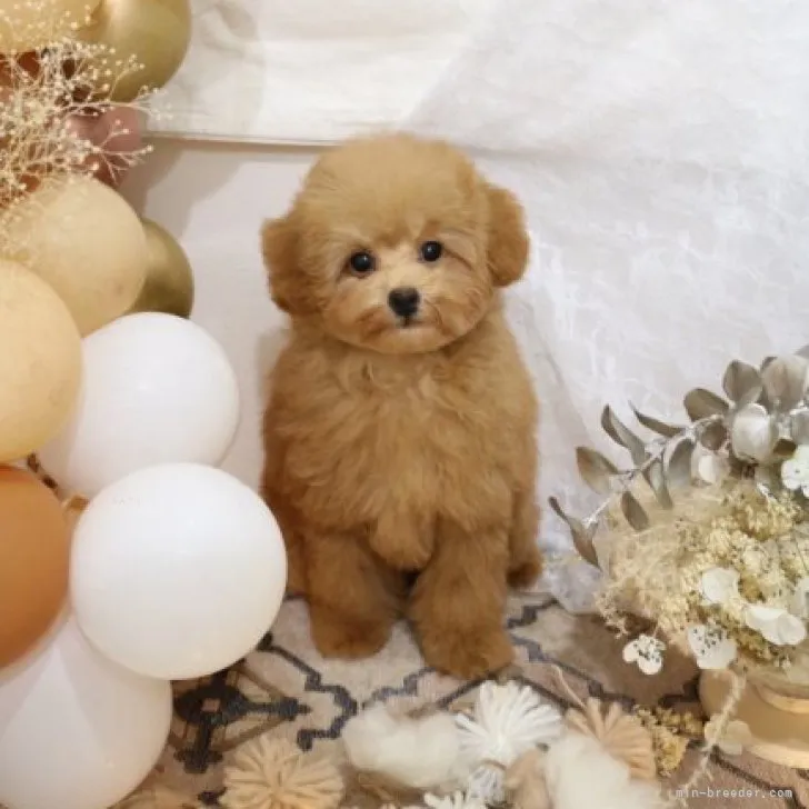 ID:2309-05408の子犬