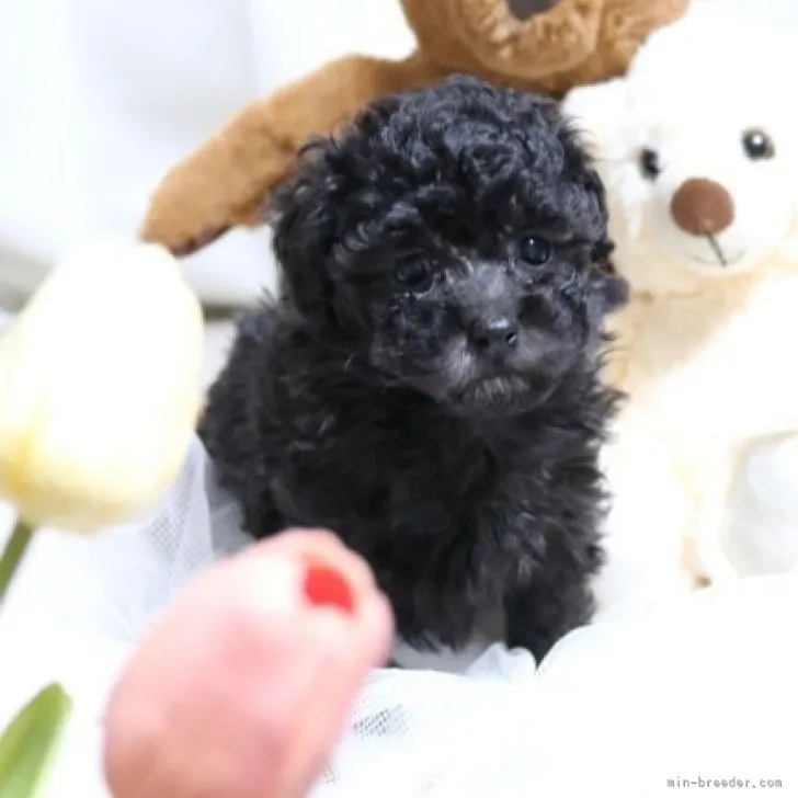 ニコちゃん 様のお迎えした子犬