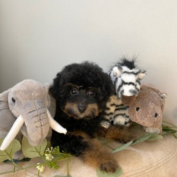 トイプードル(トイ)【大阪府・女の子・2022年1月15日・ブラックタン(ホワイト/レッド/ブラック)】の写真「(二女) 甘えたで可愛いです」