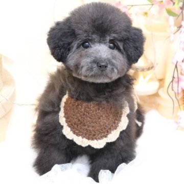 トイプードル(ティーカップ)【大阪府・男の子・2022年12月15日・シルバー】の写真「小さくてムチムチBOY」