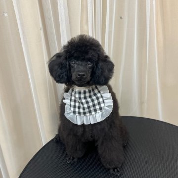 トイプードル(トイ)【大阪府・男の子・2024年3月3日・ブラック】の写真「可愛く愛嬌◎」