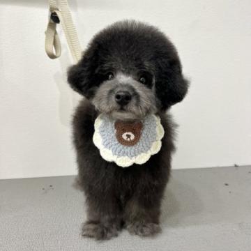 トイプードル(タイニー)【大阪府・男の子・2022年7月5日・シルバー】の写真「マズルも詰まっており短足でかわいいです♪」