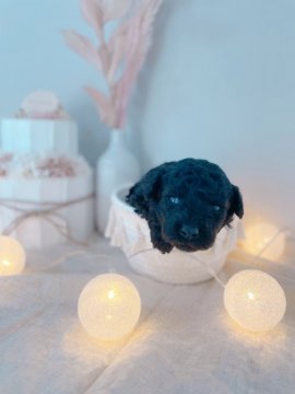 トイプードル(タイニー)【大阪府・男の子・2022年3月28日・シルバー】の写真「目がやっと開きました♪これから成長お楽しみにっ♪」