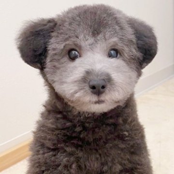 トイプードル(ティーカップ)【大阪府・男の子・2021年7月19日・シルバー】の写真「パテラのグレードは無し◎元気な男の子です」