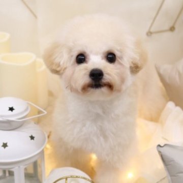 トイプードル(ティーカップ)【大阪府・女の子・2023年1月30日・クリーム】の写真「極上可愛さ◎毛量極上◎6/10撮影」