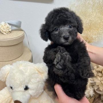 トイプードル(タイニー)【大阪府・男の子・2022年9月5日・シルバー〈グレー〉】の写真「少し小ぶりで可愛い男の子😍」