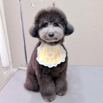 トイプードル(トイ)【大阪府・男の子・2022年3月28日・シルバー】の写真「甘えたボーイにスタッフ釘付け」