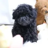 トイプードル(トイ)【大阪府・男の子・2023年1月30日・シルバー】の写真1