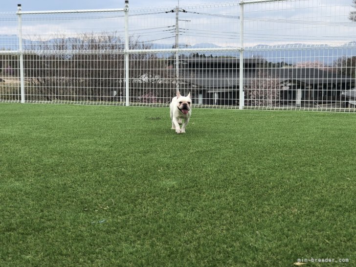 フレブル大好きな犬種です！｜福地　律子(ふくち　りつこ)ブリーダー(群馬県・ボストンテリアなど・JKC登録)の紹介写真4