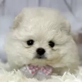 ポメラニアン