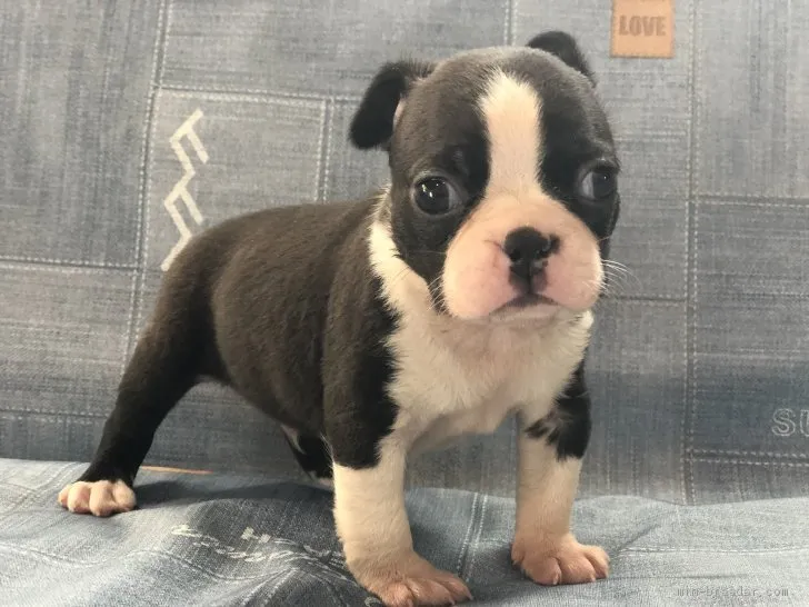ID:2101-01706の子犬