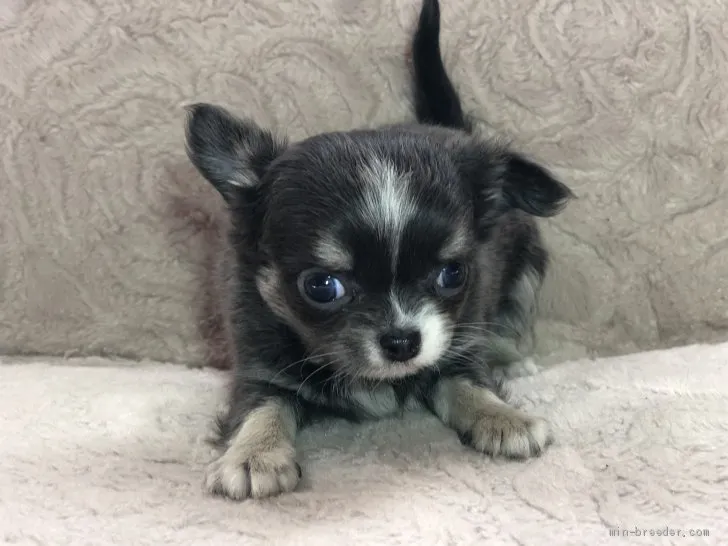 ID:2103-00245の子犬