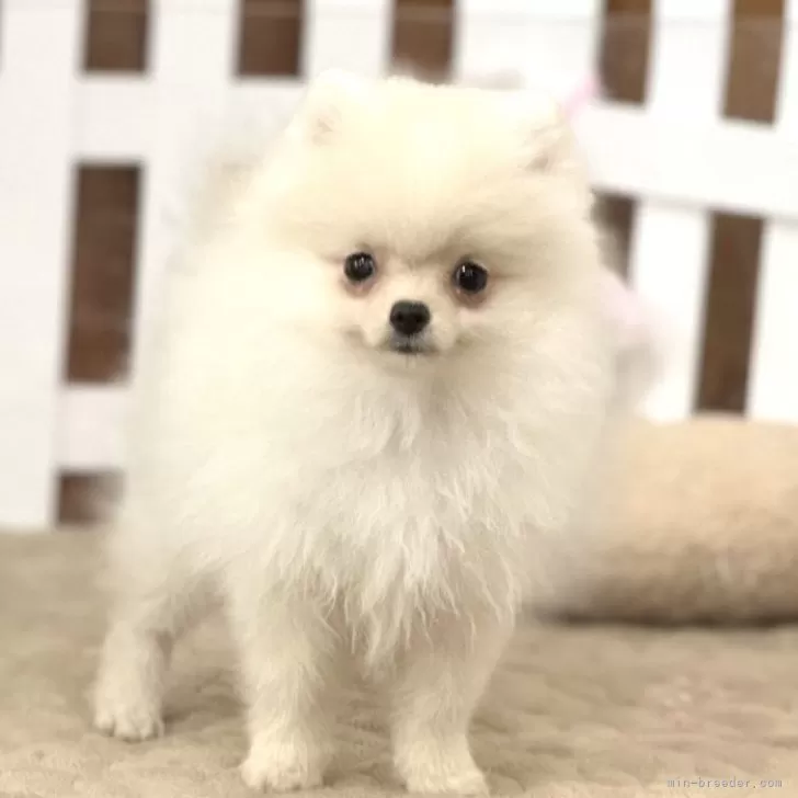 ID:2403-00583の子犬