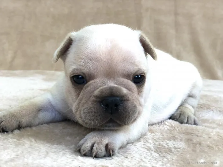 ID：2111-01063の子犬