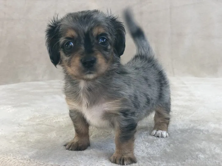 ID：2202-00900の子犬
