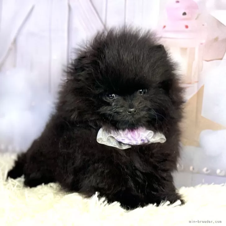 ID：2402-06125の子犬