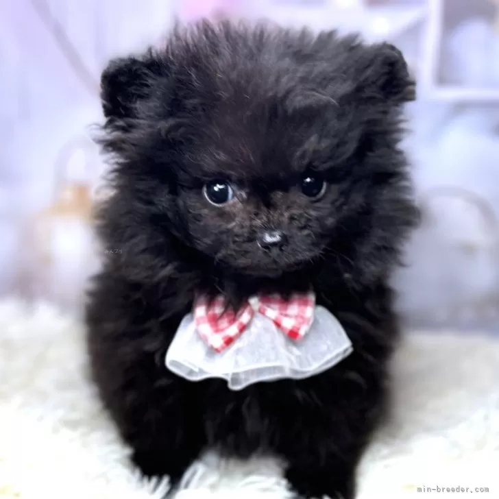ID：2402-04000の子犬