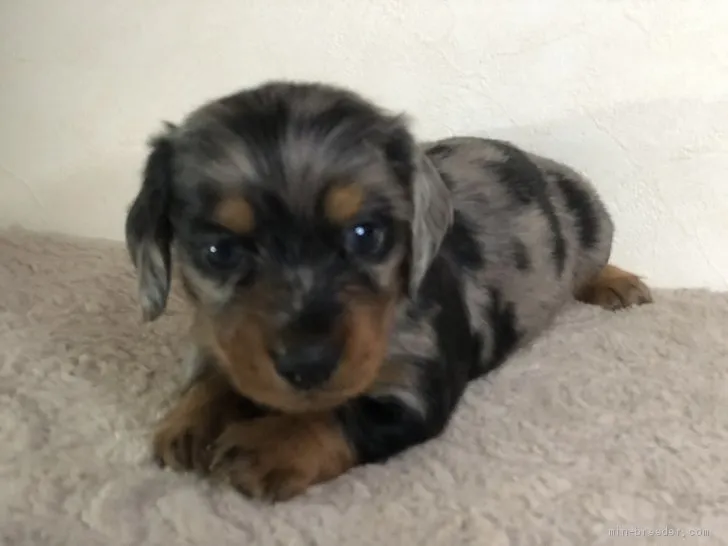 ID:2105-03122の子犬
