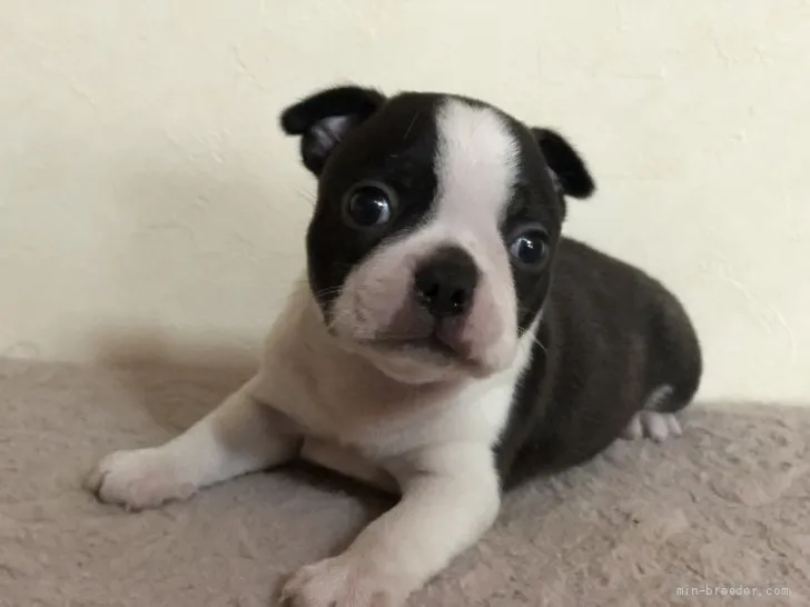 ID：2107-01940の子犬