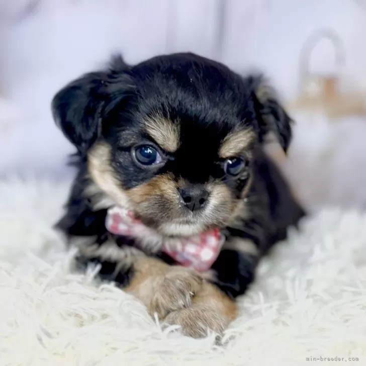ID:2402-06098の子犬