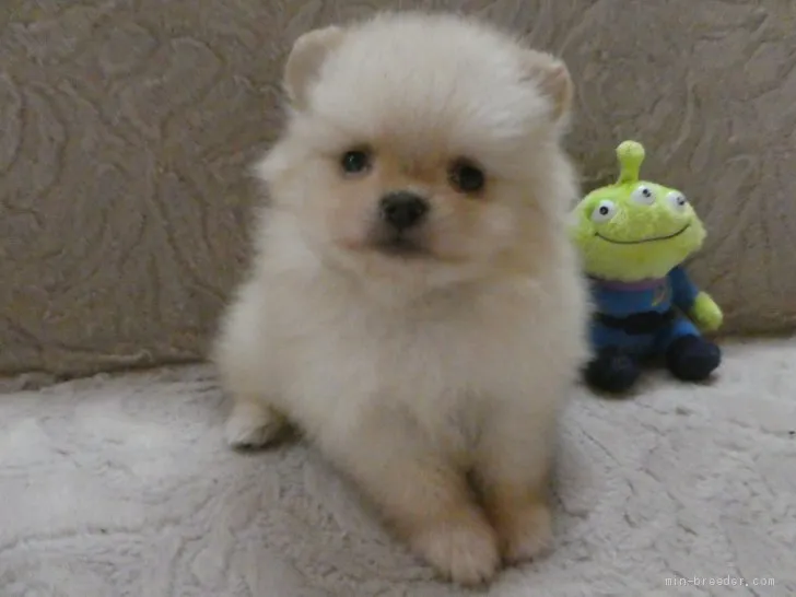 ID:2101-00765の子犬