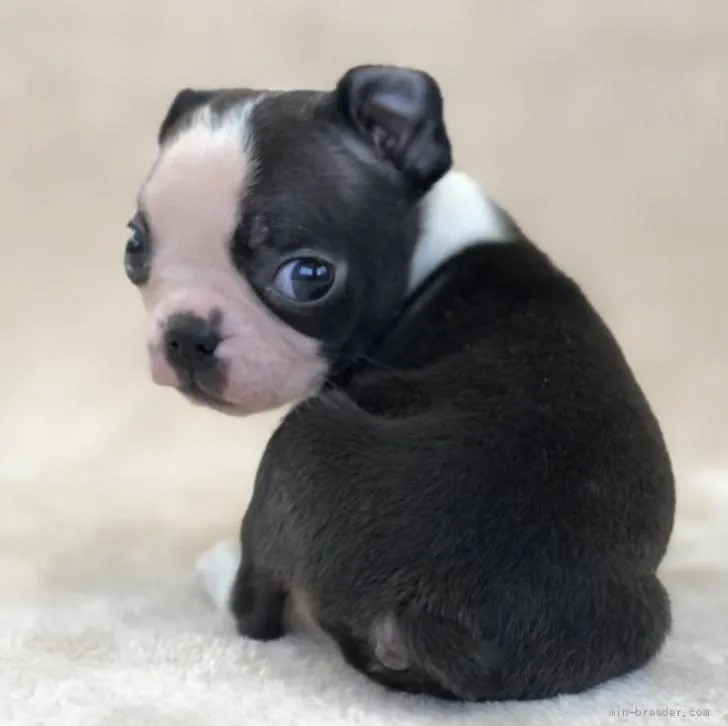ID:2206-00233の子犬