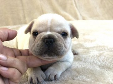 フレンチブルドッグ【群馬県・男の子・2021年9月21日・クリーム】の写真「パパ犬遺伝子検査にてDMクリアです！子犬安心。」